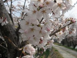 桜